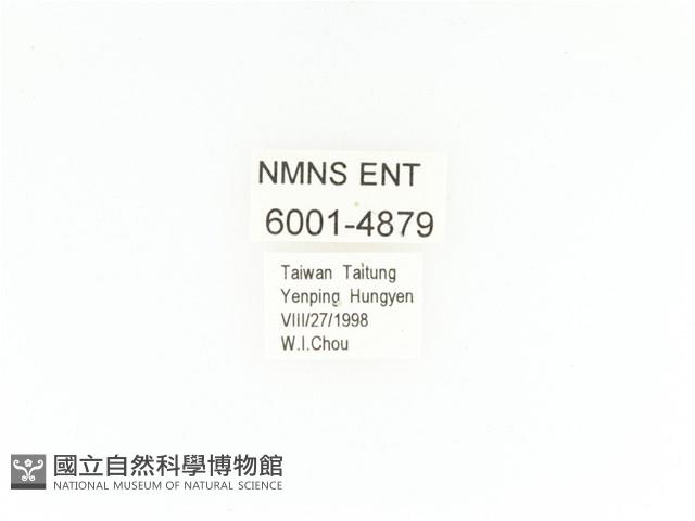 臺灣扇角金龜藏品圖，第2張