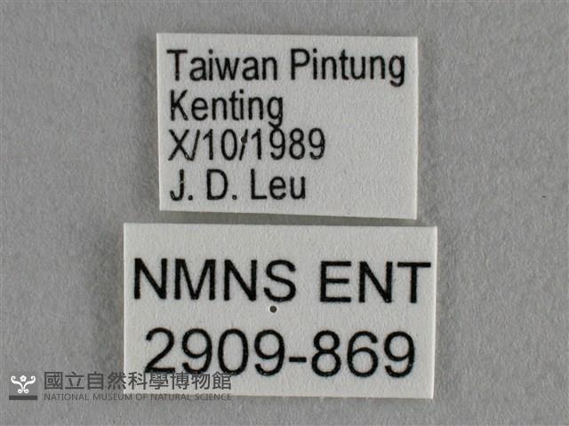 紫日灰蝶藏品圖，第3張