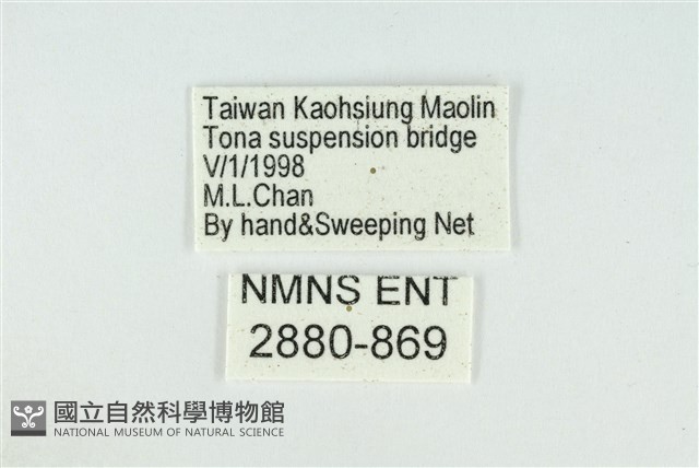 東方喙蝶藏品圖，第3張