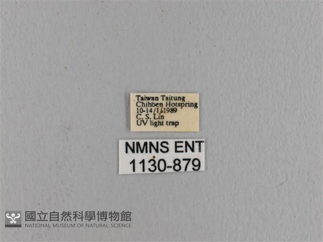 波紋枯葉蛾藏品圖，第3張