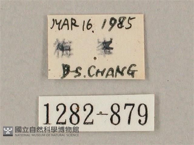 井上氏絨毛天蛾藏品圖，第3張