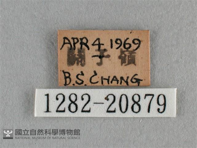 紫日灰蝶藏品圖，第3張
