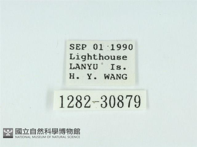 琉球雲紋網蛾藏品圖，第3張