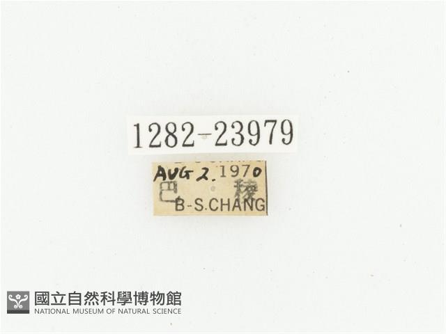 黃斑陷紋金龜藏品圖，第2張