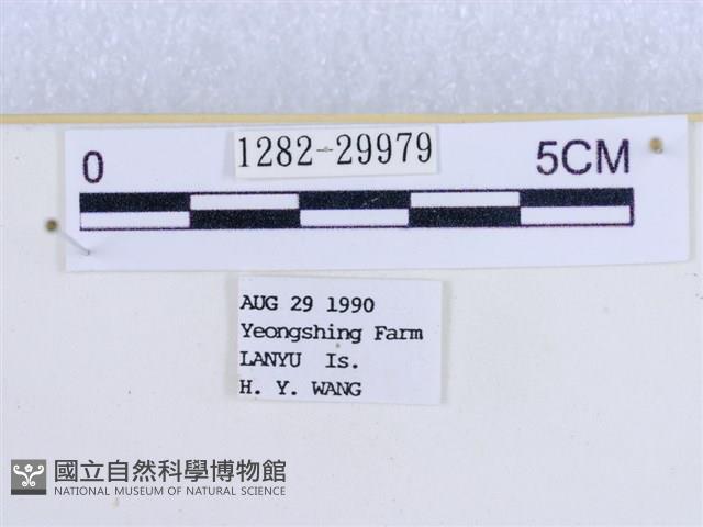 粉蝶燈蛾藏品圖，第3張