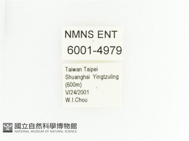 綠艷金龜藏品圖，第2張