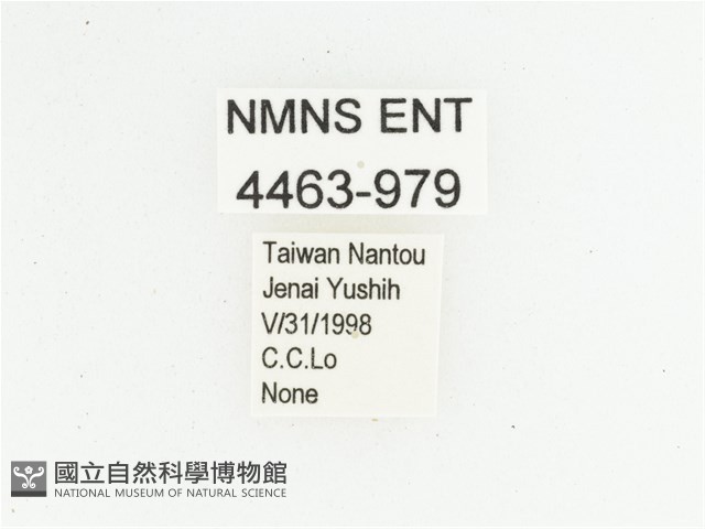 叉斑陷紋金龜藏品圖，第2張
