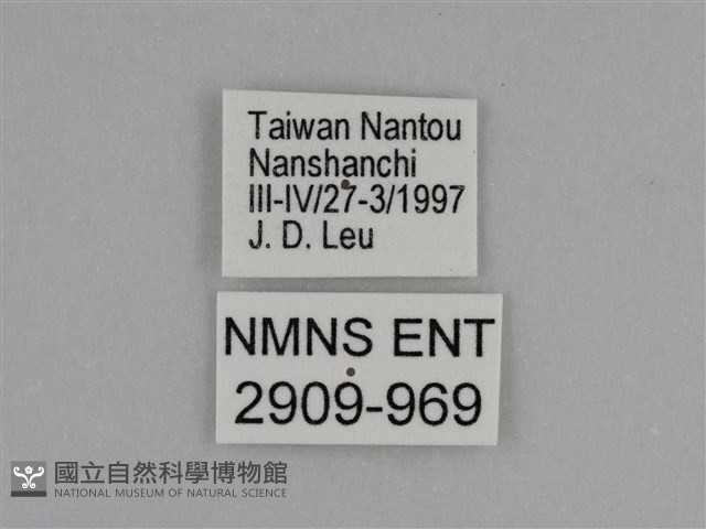 臺灣絹蛺蝶藏品圖，第3張