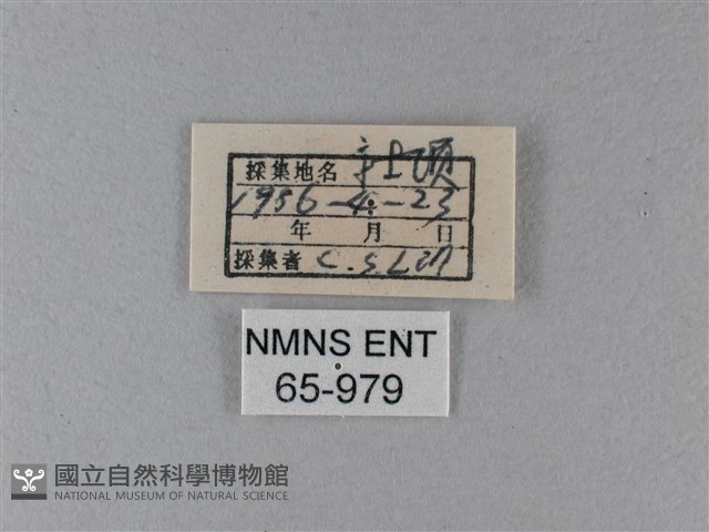 大白斑蝶藏品圖，第3張