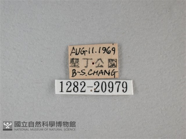 黑星弄蝶藏品圖，第3張