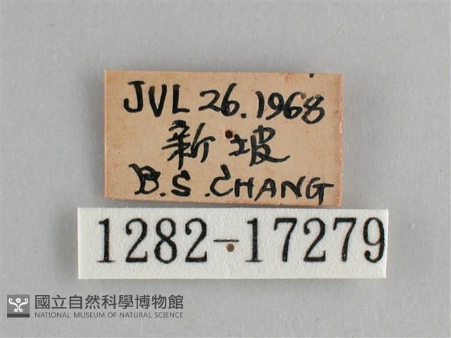 眼蛺蝶、孔雀蛺蝶藏品圖，第3張