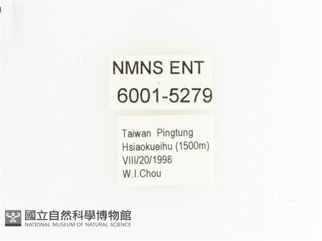 綠艷長腳花金龜藏品圖，第2張