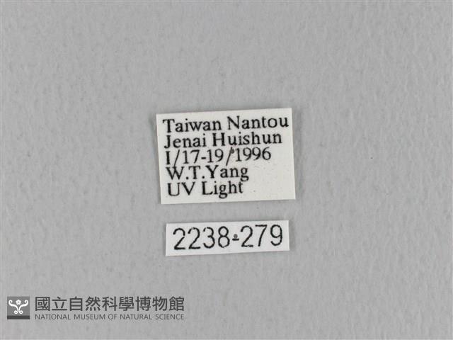 青枯葉蛾藏品圖，第3張