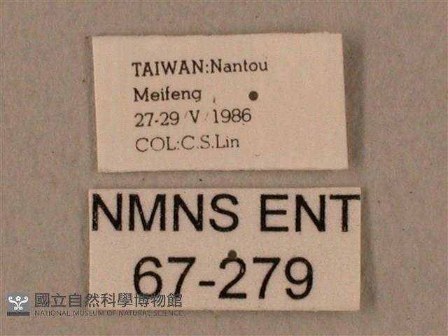 全緣缺角天蛾藏品圖，第3張