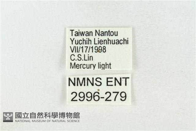 基褐綠刺蛾藏品圖，第3張