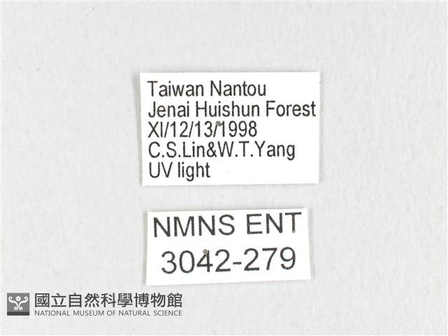 黃斑枯葉蛾藏品圖，第3張