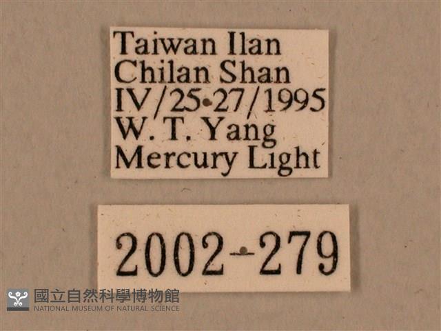 背中白天蛾藏品圖，第3張