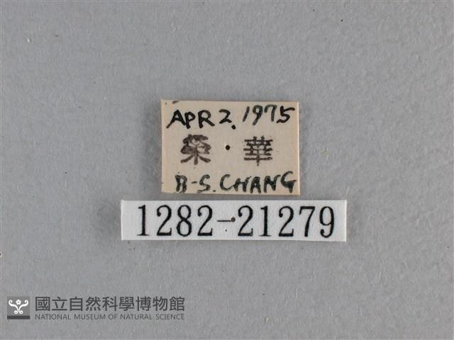 黃星弄蝶藏品圖，第3張