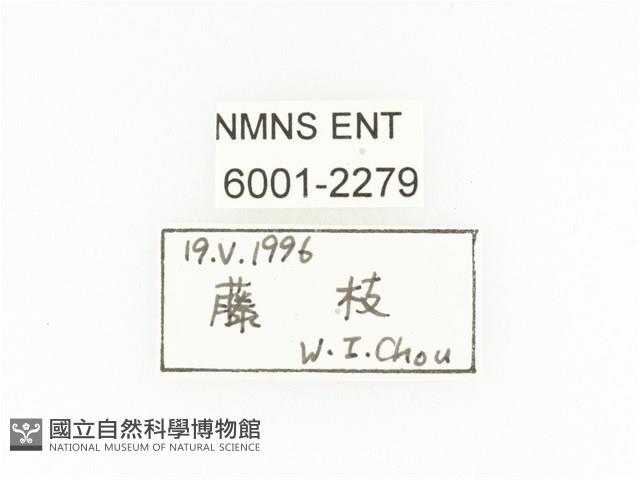 臺灣鍬形金龜藏品圖，第2張