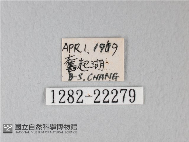 隱錨紋蛾藏品圖，第3張