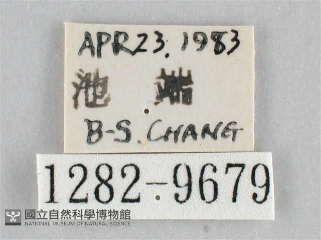 澄線尺蛾藏品圖，第3張