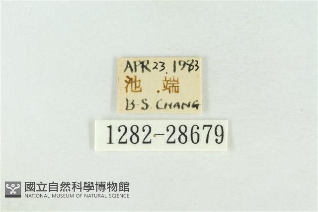 連珠波紋蛾藏品圖，第3張