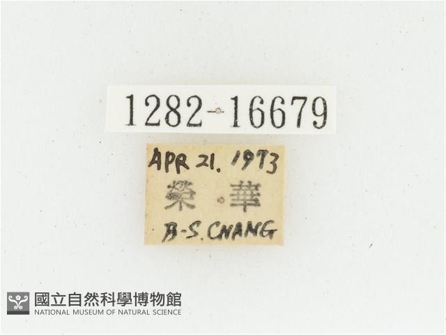 黃肩長腳花金龜藏品圖，第2張