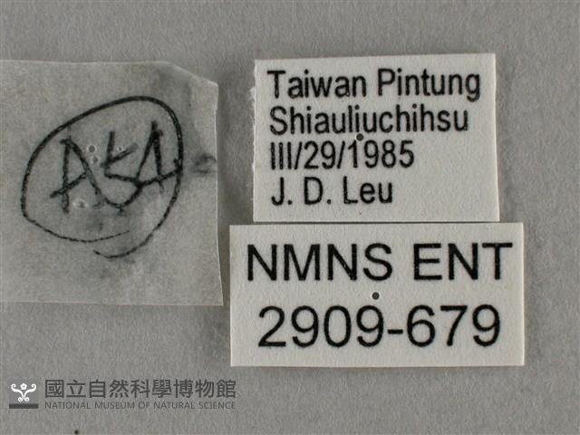 細灰蝶藏品圖，第3張