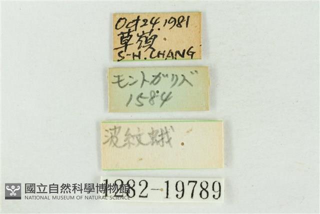 大斑波紋蛾藏品圖，第3張