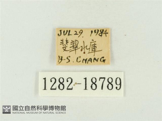 銀灰蝶藏品圖，第3張