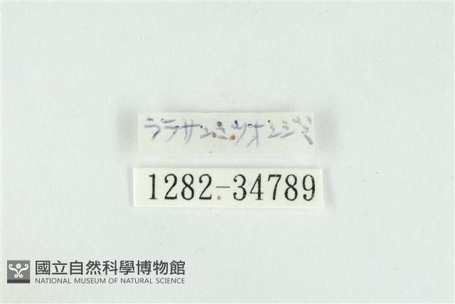 拉拉山鑽灰蝶藏品圖，第3張