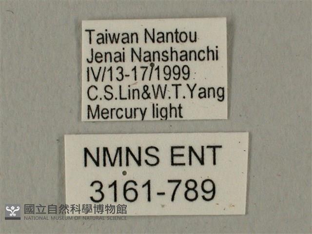 全緣缺角天蛾藏品圖，第3張