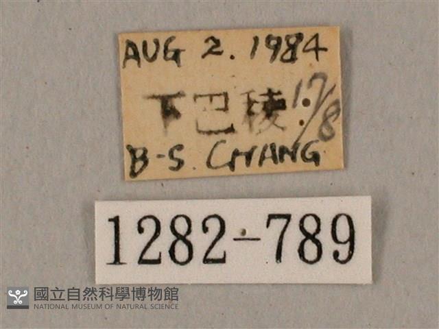 廣東鷹翅天蛾藏品圖，第3張