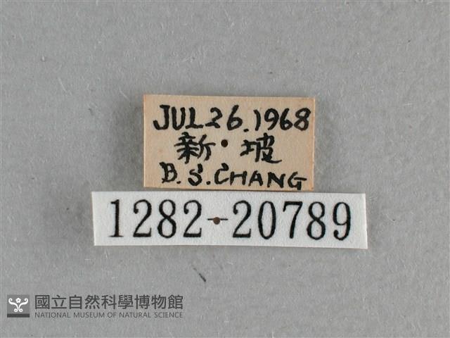 小稻弄蝶藏品圖，第3張