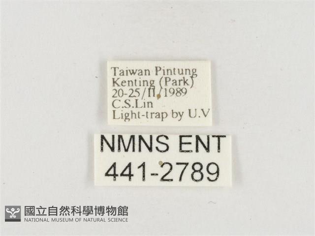 小白紋毒蛾藏品圖，第3張