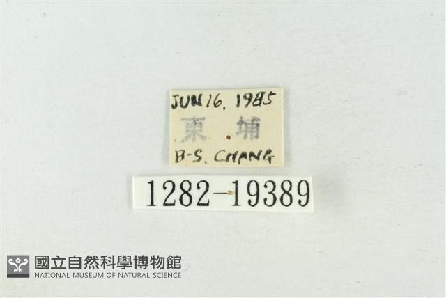 粉太波紋蛾藏品圖，第3張