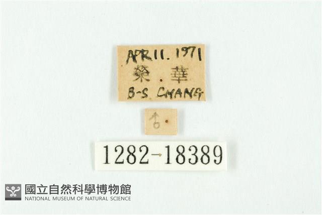 南方洒灰蝶藏品圖，第3張