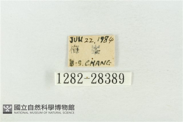 連珠波紋蛾藏品圖，第3張