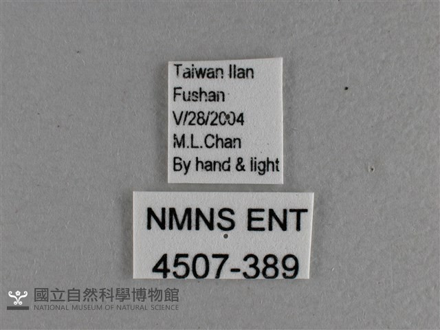 黃豹盛蛺蝶藏品圖，第3張