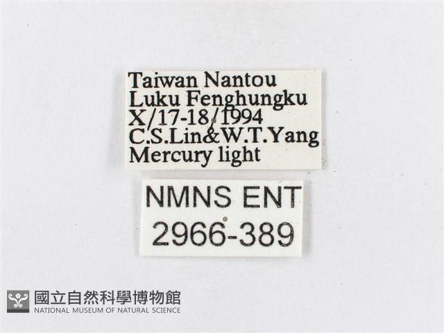 蓬萊茶斑蛾藏品圖，第3張