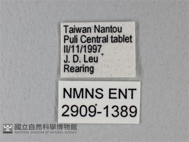 緣點白粉蝶藏品圖，第3張