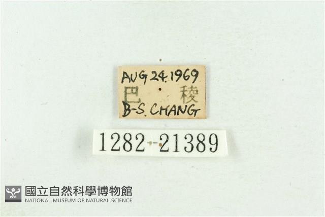 高砂燕灰蝶藏品圖，第3張