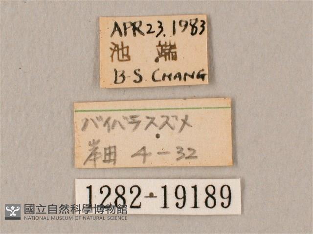 斜帶天蛾藏品圖，第3張