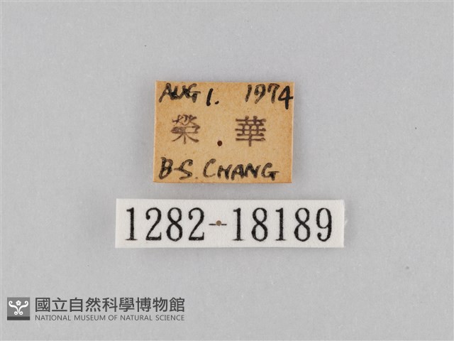 豆環蛺蝶藏品圖，第3張