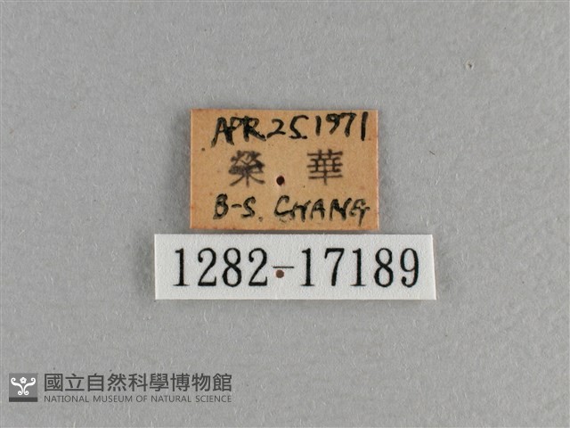 小雙尾蛺蝶藏品圖，第3張