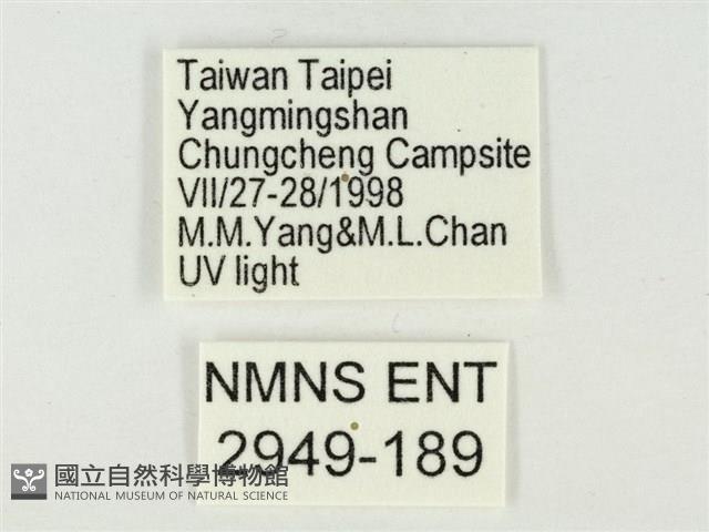 大娜波灰蝶藏品圖，第3張