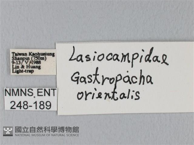 鋸緣枯葉蛾藏品圖，第3張