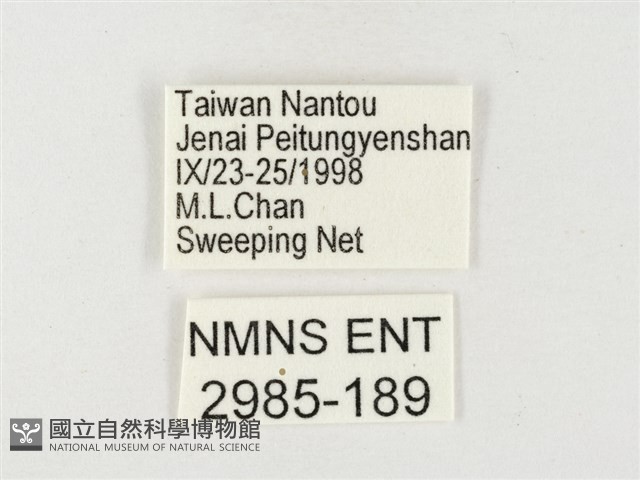 紋黃粉蝶藏品圖，第3張