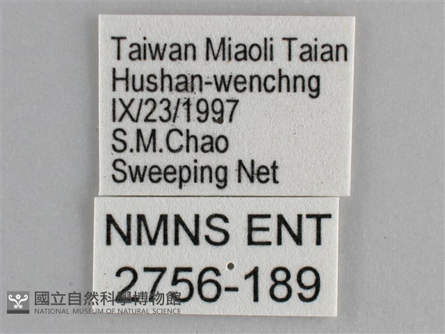 藍紋鋸眼蝶藏品圖，第3張