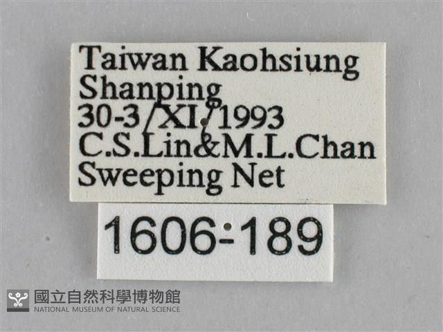 纖粉蝶、黑點粉蝶藏品圖，第3張